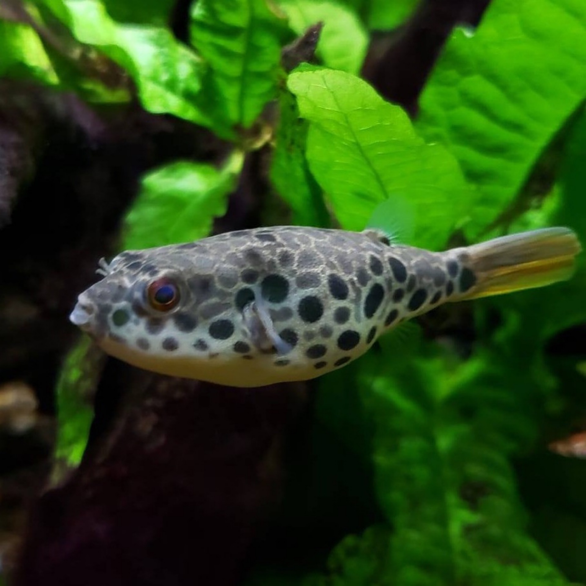 Spotted Congo Puffer | Fish Fix